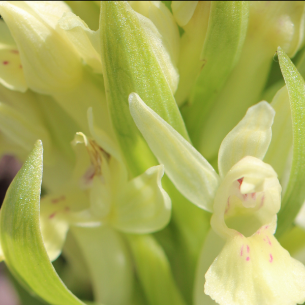 Dactylhoriza sambucina jaune